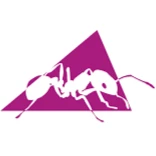 Ant
